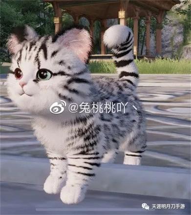 在天涯明月刀手游“养猫”是一种怎样的体验？