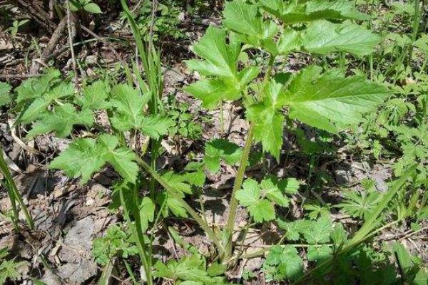 野菜山芹的采摘和清洗方法 山芹什么季节有（几月份）