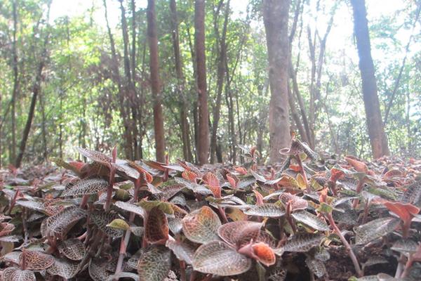 金线莲野生和种植的区别是什么 金线莲种子哪里有卖