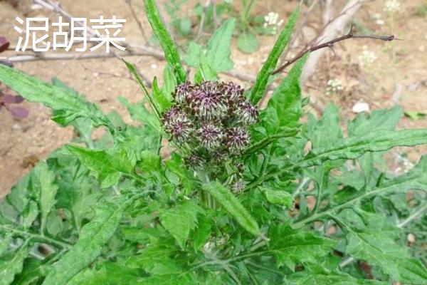 泥胡菜和伪泥胡菜、大蓟的区别分别是什么 泥胡菜的功效作用