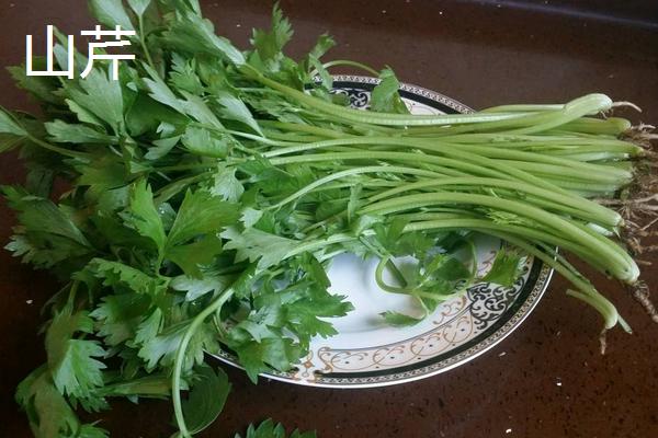 山芹和芹菜、香芹、西芹、水芹、毒芹的区别是什么