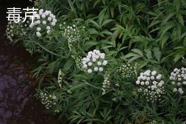 山芹和芹菜、香芹、西芹、水芹、毒芹的区别是什么