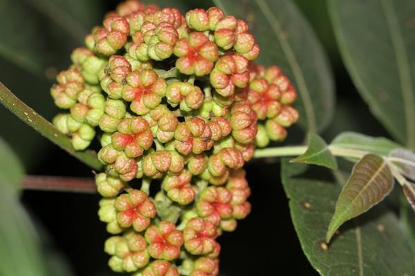 吴茱萸治失眠吗 吴茱萸治口腔溃疡方法