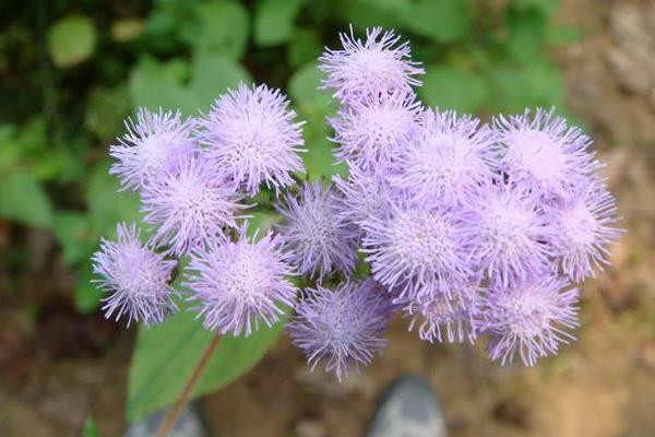 霍香蓟花语是什么 霍香蓟什么时候开花（花期是几月）