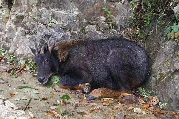 鬣羚是什么 鬣羚是几级保护动物