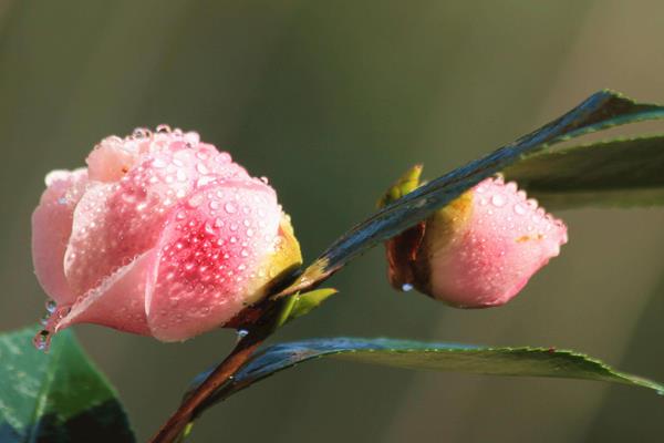 山茶花花语是什么（寓意） 山茶花比喻人的什么品质