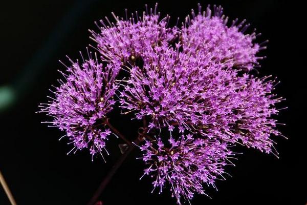 夕雾花图片大全 夕雾花花语及寓意