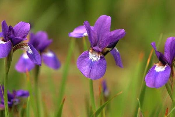 唐菖蒲图片大全 唐菖蒲花语及寓意 唐菖蒲有哪些品种