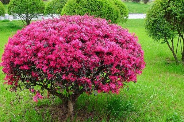 红花继木图片大全（含盆景） 红花继木市场价值