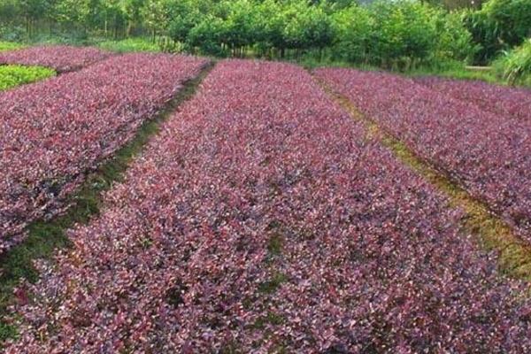 红花继木图片大全（含盆景） 红花继木市场价值