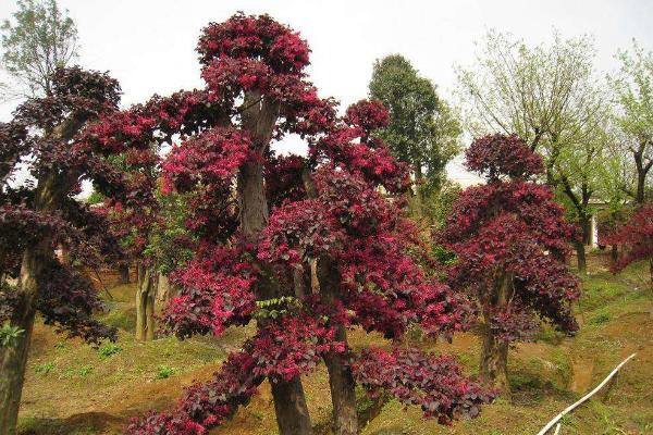 红花继木图片大全（含盆景） 红花继木市场价值