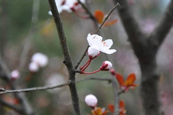 紫叶李花期是几月 紫叶李图片大全