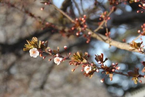 紫叶李花期是几月 紫叶李图片大全