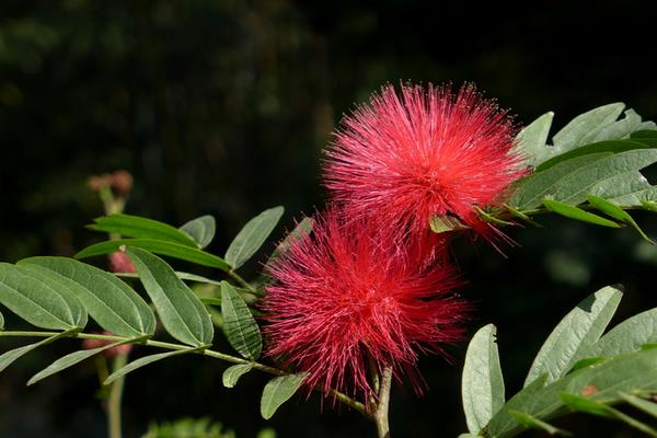 朱缨花图片大全 朱缨花花语及寓意