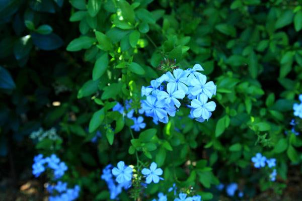 蓝花丹图片大全 蓝花丹花语及寓意