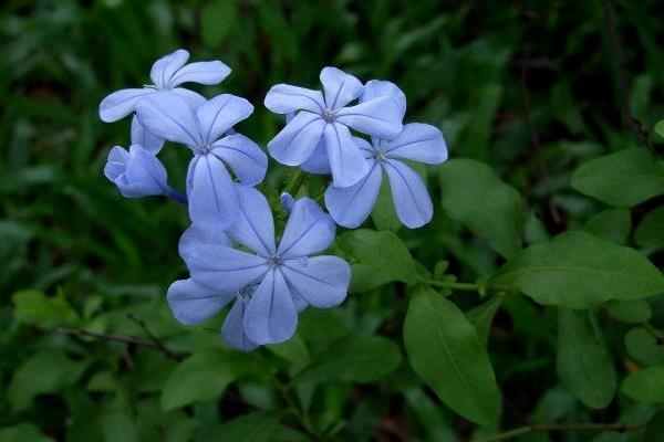 蓝花丹图片大全 蓝花丹花语及寓意