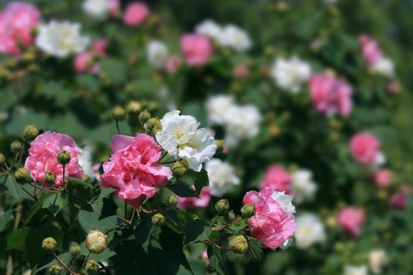 木芙蓉花功效与作用 木芙蓉花药用价值