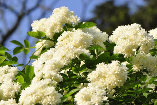 七里香花图片大全 七里香花语及寓意