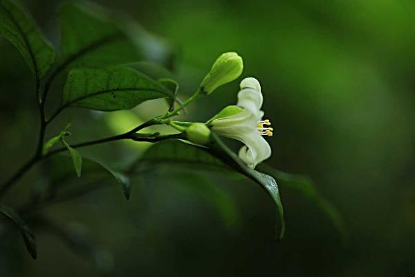 七里香花图片大全 七里香花语及寓意