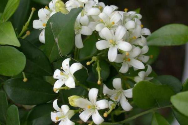 七里香花图片大全 七里香花语及寓意