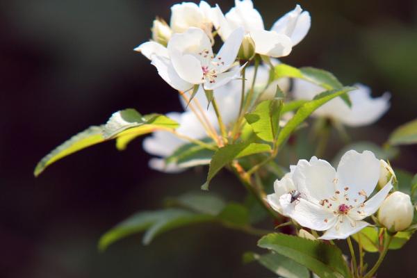 七里香花图片大全 七里香花语及寓意