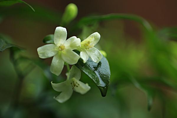 七里香花图片大全 七里香花语及寓意