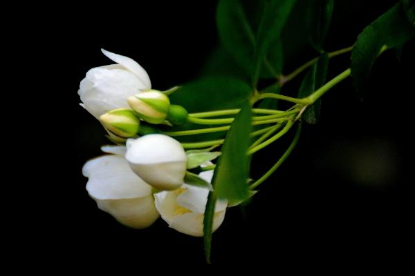 七里香花图片大全 七里香花语及寓意