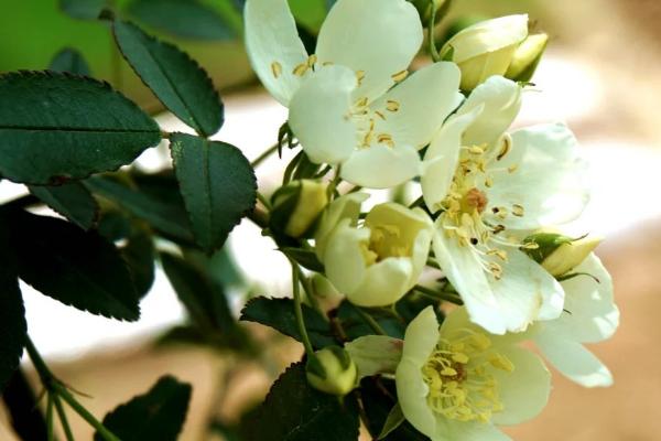 七里香花图片大全 七里香花语及寓意