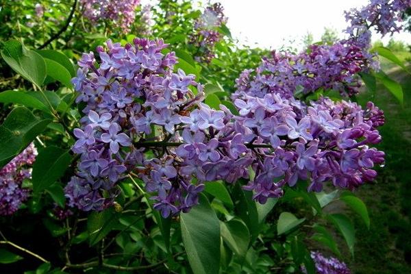 丁香花图片大全 丁香花花语及寓意 丁香花有哪些品种