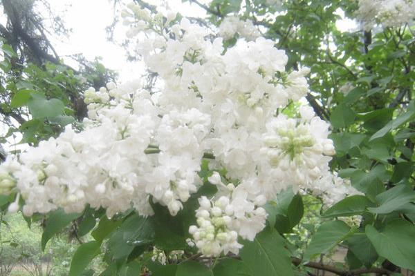 丁香花图片大全 丁香花花语及寓意 丁香花有哪些品种