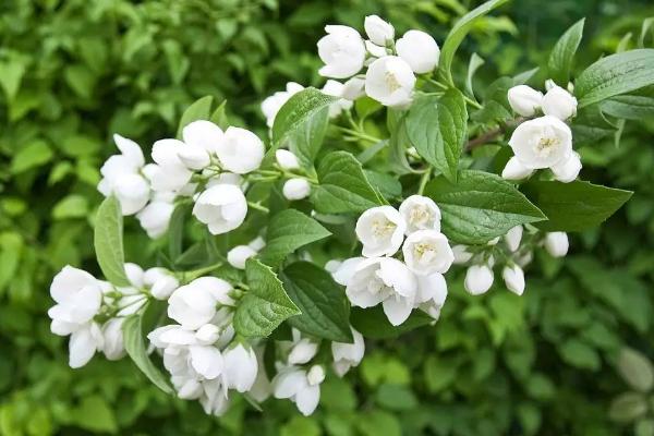 茉莉花图片大全 茉莉花花语及寓意 茉莉花有哪些品种