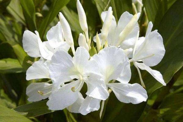 白蝴蝶花图片大全 白蝴蝶花花语及寓意