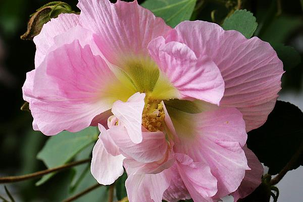 木芙蓉花图片大全 木芙蓉是什么花