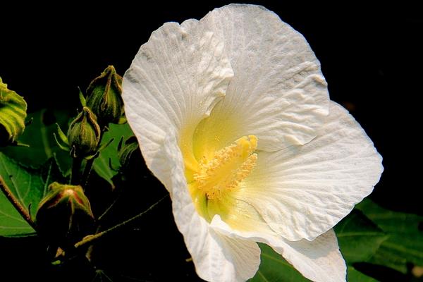 木芙蓉花图片大全 木芙蓉是什么花