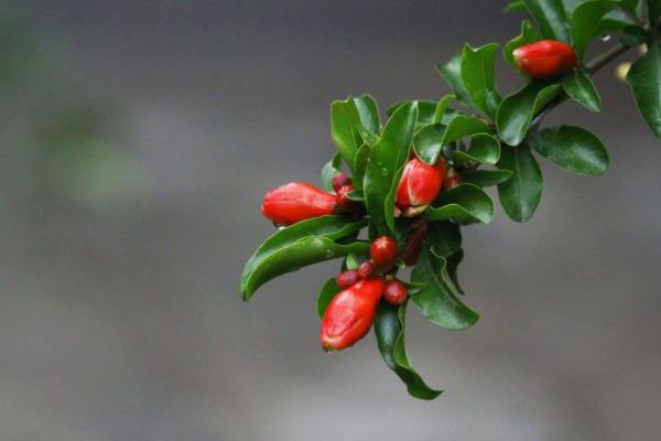 石榴花图片大全 石榴花花语及寓意