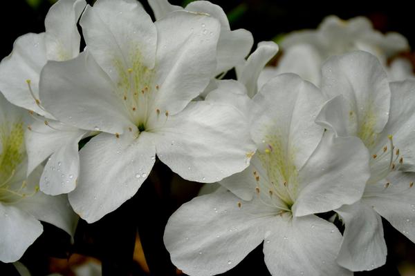 杜鹃花功效与作用 杜鹃花药用价值