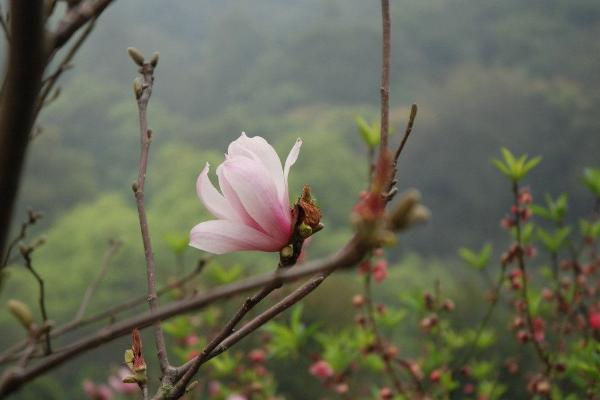 玉兰花图片大全 玉兰花花语及寓意