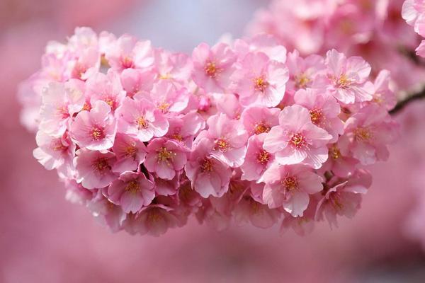 樱花图片大全 樱花有哪些品种 樱花花语及寓意