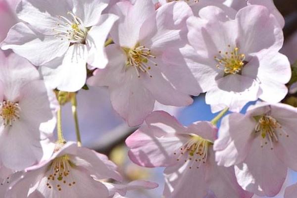 樱花图片大全 樱花有哪些品种 樱花花语及寓意