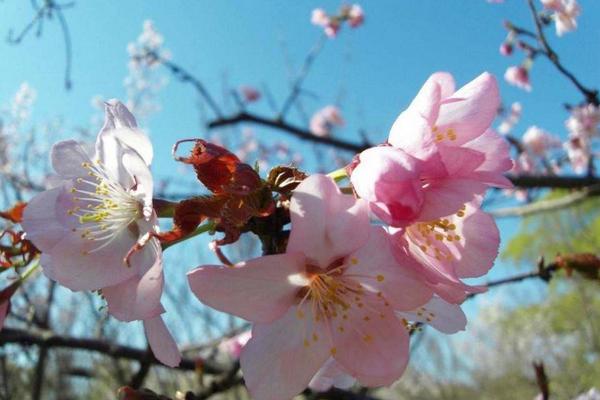 樱花图片大全 樱花有哪些品种 樱花花语及寓意