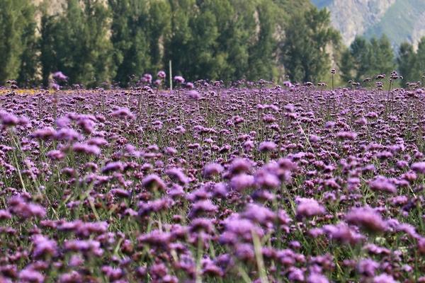 马鞭草图片大全 马鞭草花语及寓意