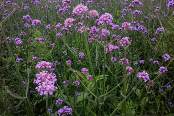 马鞭草图片大全 马鞭草花语及寓意