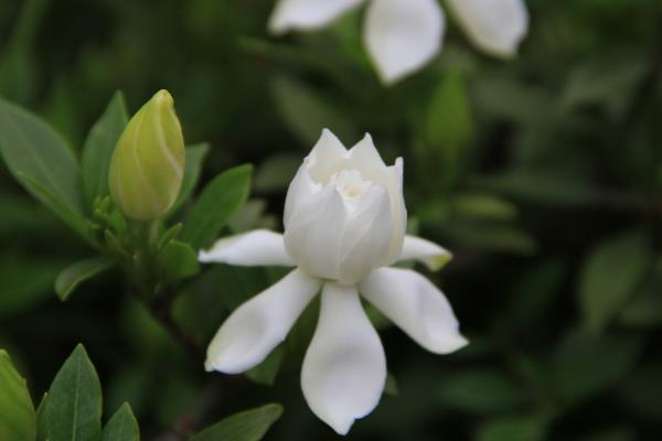 栀子花图片大全 栀子花花语及寓意