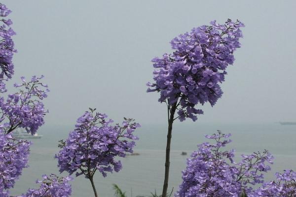 蓝花楹图片大全 蓝花楹花语及寓意