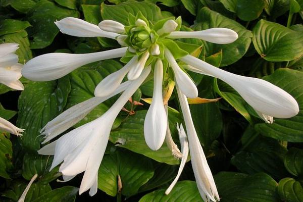 玉簪花图片大全 玉簪花花语及寓意 玉簪花有哪些品种及颜色