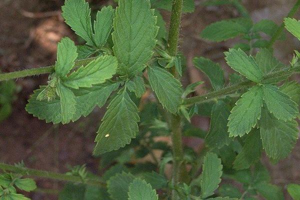 仙鹤草产地在哪里 仙鹤草别名又叫什么