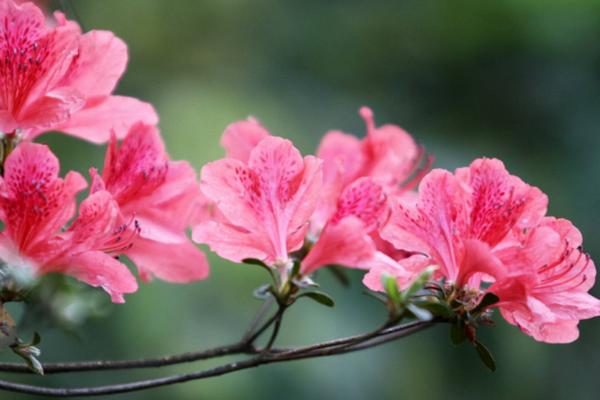 杜鹃花图片大全 杜鹃花花语及寓意