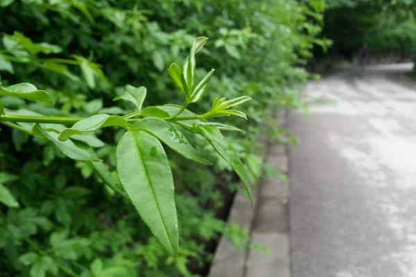 迎春花功效与作用及禁忌 迎春花药用价值