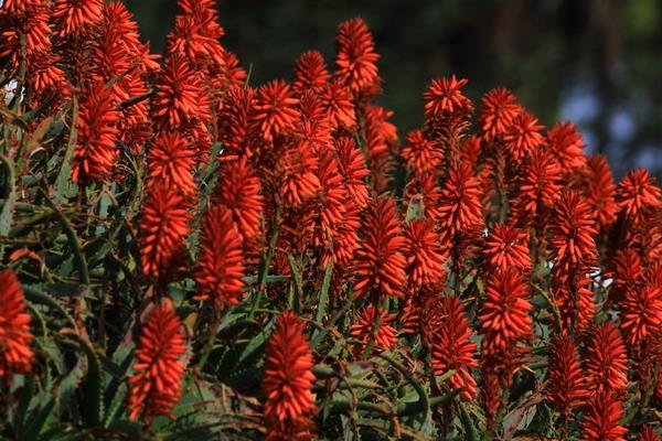 火炬花图片大全 火炬花花语及寓意 火炬花有哪些品种