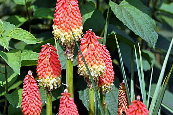 火炬花图片大全 火炬花花语及寓意 火炬花有哪些品种